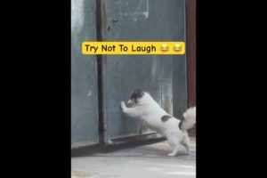 😂Try Not To Laugh || Cute Pets || Funny Dogs || #pets #dog 🐶