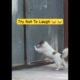 😂Try Not To Laugh || Cute Pets || Funny Dogs || #pets #dog 🐶