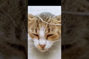 🤣😃🤩Try not to laugh #cat#catlover#cat playing#animals #funnyvideo #youtubeshorts