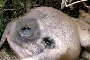 Tusker elephant fallen lifelessly with severe injury received treatment and given a hope for life