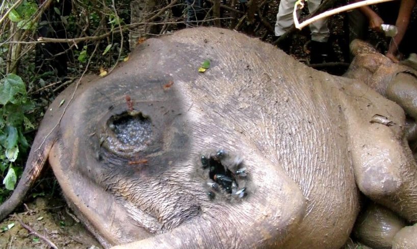 Tusker elephant fallen lifelessly with severe injury received treatment and given a hope for life