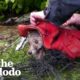 Two Baby Foxes Rescued From Net | The Dodo