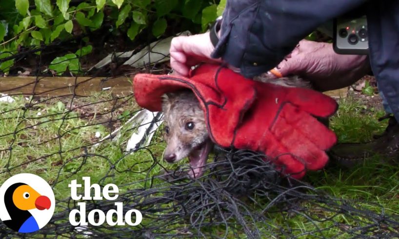 Two Baby Foxes Rescued From Net | The Dodo