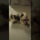Two cutest puppy and dog playing | #puppy #puppies #dog #shihtzu