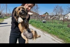 Unbelievable huge mass under the belly of a small size stray dog