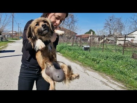 Unbelievable huge mass under the belly of a small size stray dog