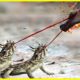 Unexpected Ending.. Lizard Shoots Blood Weapons Full of Fury Attacking Predators