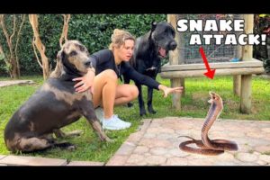 VENOMOUS SNAKE ATTACKS MY ANIMALS!