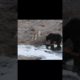 WOLF Playing with GRIZZLY BEAR | #wildlife #animals