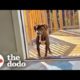 Wandering Pup Stays On Couple's Porch Until They Adopt Her Back | The Dodo