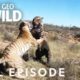 War of the Carnivores (Full Episode) | World's Deadliest
