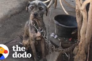 Watch This Woman Convince Guy To Give Her His Chained-Up Dog And Puppies | The Dodo Faith = Restored