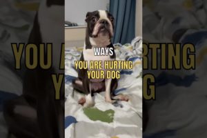 Ways You Are Hurting Your dog 😡 🐕 #facts #animals #dog #youdidntknow #pet #interesting