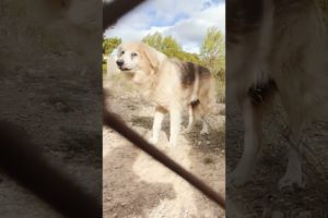 We rescue a dog forced to live his life entire life in isolation