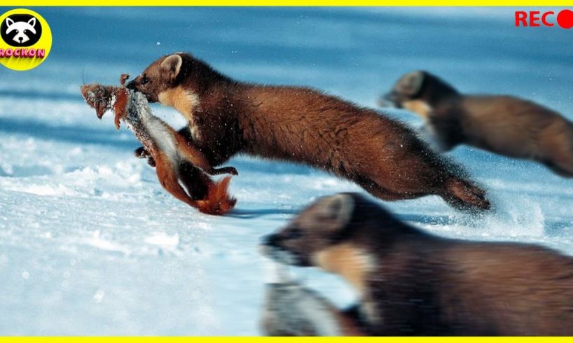 Weasels on the Hunting - Weasels Against Mice, Squirrels, Hares, Cats, Rabbit and even Monkeys!