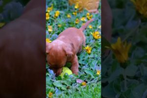 What kind is this cutest  puppy?