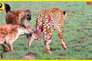 When Leopard Chooses The Wrong Opponent, Price To Pay's too Costly | Animal Fights