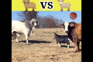 When bull fight with a small goat | bull vs |  Goat vs #animals #fights #shorts