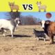 When bull fight with a small goat | bull vs |  Goat vs #animals #fights #shorts