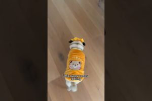 When the Cheese Drawer opens, this puppy comes looking! 👀🧀 #dog #shorts #adorable #cute #pets
