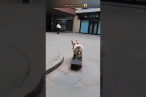 Who Skates Better- Dog or Human 🤔 #shorts#viral #cat#dog