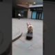 Who Skates Better- Dog or Human 🤔 #shorts#viral #cat#dog