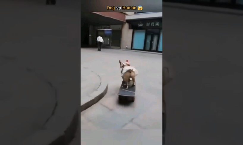 Who Skates Better- Dog or Human 🤔 #shorts#viral #cat#dog