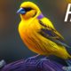 Wild Animals 12K HDR 120fps Dolby Vision (Colorfully Dynamic) with Animal Sounds