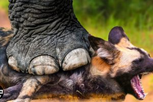 Wild Dogs Recklessly Surrounded The Giant Elephant And Received A Tragic End | Animal Fight