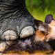 Wild Dogs Recklessly Surrounded The Giant Elephant And Received A Tragic End | Animal Fight