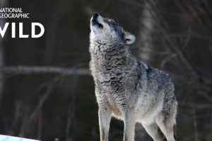 Wolves 101 | Nat Geo Wild