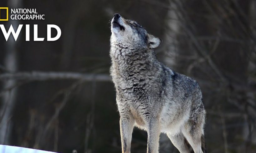 Wolves 101 | Nat Geo Wild