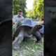 Worlds Biggest Tortoises 😱 #shorts #animals #reptile #giant #dinosaur #tortoise