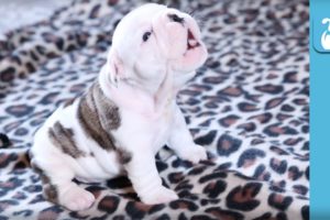 Wrinkly Bulldog Puppy Howls! SO DARN CUTE! - Puppy Love