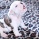 Wrinkly Bulldog Puppy Howls! SO DARN CUTE! - Puppy Love