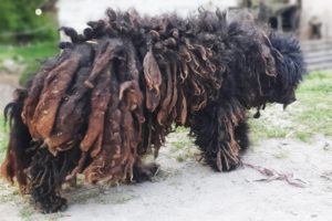 YOU WON'T BELIEVE how this DOG looks after shaving all these dreadlocks