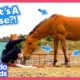 Zorse Is Part Horse And Part Zebra…And All Scared! | Dodo Kids | Rescued!