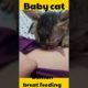 baby cat woman breast feeding || cute cats || cute animals  @Aww Animals