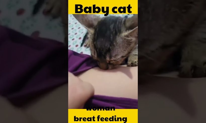 baby cat woman breast feeding || cute cats || cute animals  @Aww Animals
