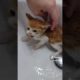 cat rescue from ditch and has a hurt foot