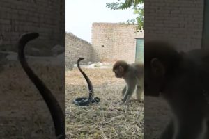cobra vs monkey fight #sortsvideo #animals #shorts #snakerescue