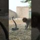 cobra vs monkey fight #sortsvideo #animals #shorts #snakerescue