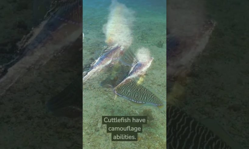 crazy facts about animals