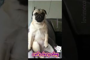 cute baby dogs 🐕❤️#shorts #doglovers #viral #babydogs #barkingdog #cutepuppy #shortsvideo