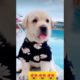 cute puppies in the world🐕🐶🤗😍❤ beautiful puppies🐕🐶🤗😍❤ #happy #puppy #trending #shorts #viral #short