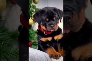 cute puppy🐶🐕❤😍🤗 cutest puppy in the world🐶🐕❤😍🤗 beautiful puppy🐶🐕❤😍 #happy #trending #shorts #viral