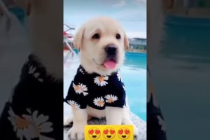 cutest puppies🐕🐶😍😘❤ beautiful puppies🐕🐶😍😘❤ #happy #trending #puppy #cute #shorts #viral