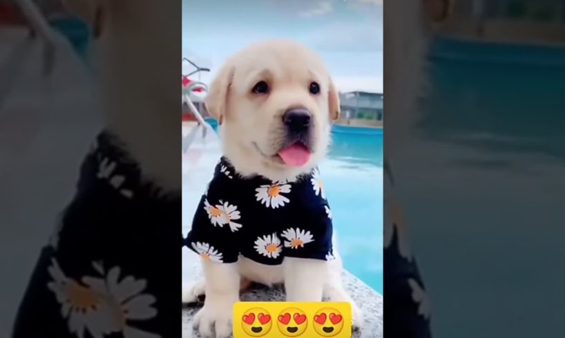 cutest puppies🐕🐶😍😘❤ beautiful puppies🐕🐶😍😘❤ #happy #trending #puppy #cute #shorts #viral