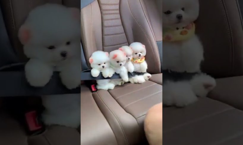cutest puppies 💘 #cute