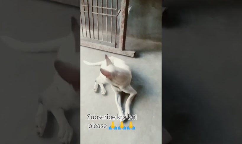 cutest puppies ever 🥰|#66|#short #minivlog #dog